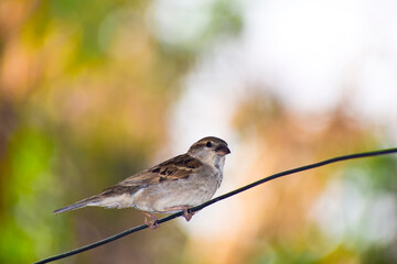 Sticker - House Sparrow a small bird in garden.