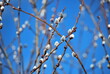 spring willow twigs 