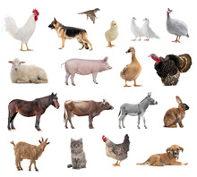 Farm Animals Collage Isolated On White Background