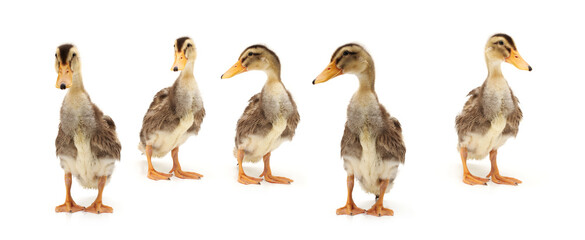 Canvas Print - Duckling on white background 