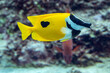 One Spot Foxface, Siganus unimaculatus, a yellow saltwater marine fish with yellow body and black and white striped face. A good fish for eating algae