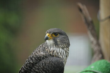 new zealand falcon (kārearea)