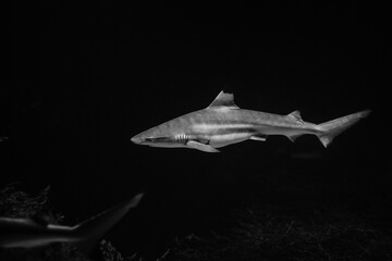 Wall Mural - Nice big white shark in the dark with space for text, wild ocean life and danger from darkness