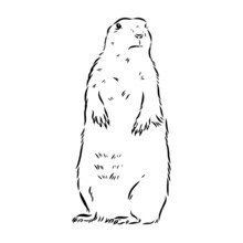 Groundhog sketch vector graphics black and white monochrome figure head