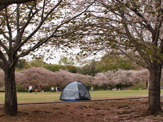 サクラ咲く公園のテント