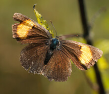 Butterfly, Brown Hairstreak ,opening Up Its Wings Sitting On A Plant Stem