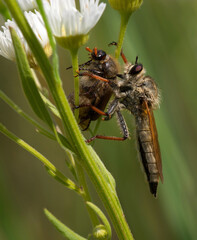 Wall Mural - Robber fly, also called assassin fly Asilidae , eating big beetle