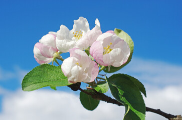 Wall Mural - Blossoming branch of an apple tree against the blue sky.