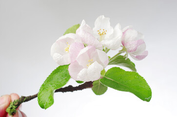 Wall Mural -  Blossoming branch of an apple tree on a light background. 