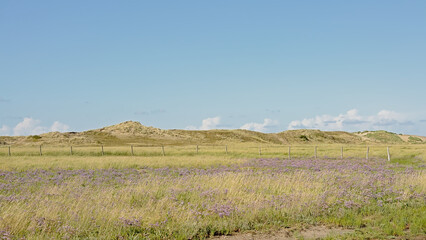 Wall Mural - purple sea lavender flowers in a salt marsh in Zwin nature reserve, with creeks and dunes . Knokke, Belgium