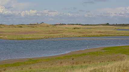 Wall Mural - creek with saltwater and dunes on a sunny summer day in Het Zwin nature reserve, Knokke, Flanders, Belgium 