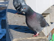 A Rock Dove Stands On Gray Concrete Slabs   