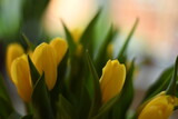 Fototapeta Tulipany - Bukiet żółtych tulipanów, bardzo płytka głębia ostrości i kremowy bokeh