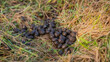 Pile of sheep dropping or faeces amongst grass in a winter field