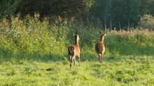 Three Female Deer In Open Field