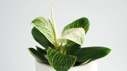 Canvas Print - Indoor green plant philodendron birkin in a pot on white background close-up.