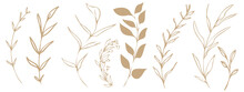 Vector Plants And Grasses. Minimalist Style In Brown Colors Of Hand Drawn Plants. With Leaves And Organic Shapes. For Your Own Design.