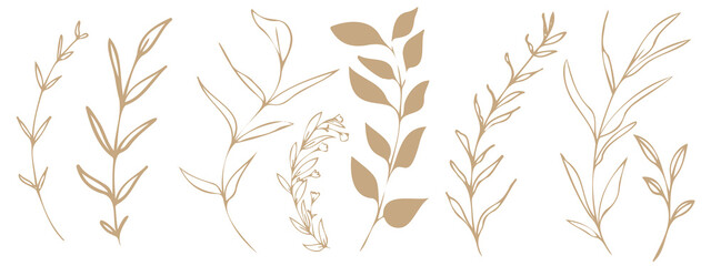 Vector plants and grasses. Minimalist style in brown colors of hand drawn plants. With leaves and organic shapes. For your own design.