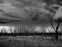 Black And White Image Of Incoming Rain And Roiling Clouds Over A Burnt Tree Plateau In Colorado
