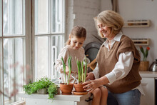 An Elderly Woman Grandmother And A Little Girl Granddaughter Take Care Of And Plant Potted Plants Inside The House, Do Gardening In The Spring For Earth Day