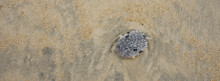 Washed Up Sea Urchin In The Sand On An Outer Banks Beach