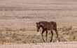 Wild Horse Foal in Summer in the Utah Desert