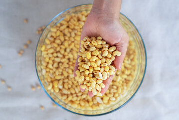 Wall Mural - soybean in hand, soaked soybean in a glass bowl, soya bean soaking