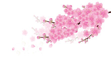 Sakura Flowers Background. Cherry Blossom Isolated White Background