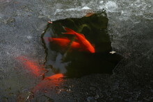 Group Of Red Crucian Fishes Swimming Under Ice In The Winter Pond 