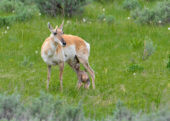 newborn fawn pronghorn feeding in grand teton national park