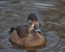 Female Ring-necked Duck Swimming On A Pond