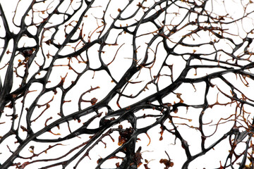 Wall Mural - Closeup view of beautiful exotic branching coral on white background