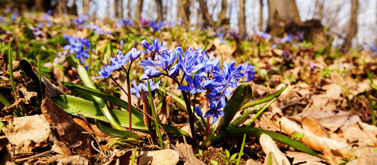 Wall Mural - Spring flowers in forest at sunny day.