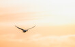 Swan i flight infront of sunrise.