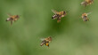Honigbienen auf dem Heimflug