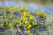 Large number of yellow flowering Coltsfoot (Tussilago farfara) growing along the waterside on a sunny day in early spring