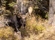 Bull Shiras Moose in Grand Teton National Park Wyoming in Autumn