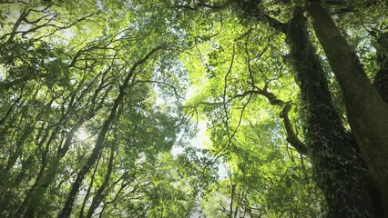 Wall Mural - Bottom up view of lush green foliage of trees with morning sun. Spring and summer background.