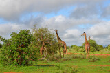 Fototapeta Sawanna - A red Giraffe family among tree branches, Tsavo East, Kenya, Africa