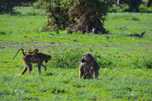 A Baboon Monkey Family On The Grass, Amboseli National Prak, Kenya, Africa