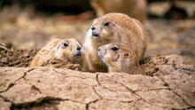 Group Of Three Prairie Dogs Having A Conference Or Meeting At The Entrance Hole To Their Tunnels
