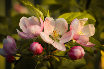 Wall Mural - Nature. Blooming apple tree branch. Bright colorful spring flowers. Garden at sunset. Trees in flowers. Spring background