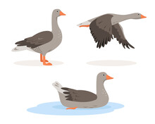 Set Of Grey Goose Birds In Different Poses And Colors Isolated On White Background. Greylag Gooses Poultry Icons. Vector Flat Or Cartoon Illustration.