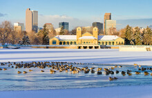 Winter Geese - Geese On The Semi Frozen Surface Of City Park Lake With Downtown Denver Skyline In The Background Above The City Park Pavillion On A Cold January Morning