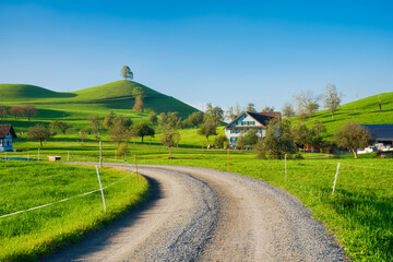 Canvas Print - the swiss countryside. tree on top of the hill. fields and pastures. agricultural landscape in summe