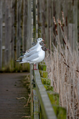 Wall Mural - Black headed gulls, chroicocephalus ridibundus, in winter plumage perched on fence posts