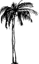 Grunge Palm Tree Silhouette, Tropic Graphic Ink Illustration