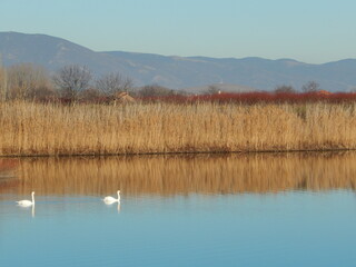 Blue Lake with Two Swans