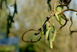 Korkenzieherhasel Blüten (Corylus avellana 