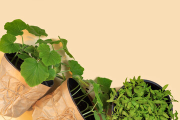 Cucumber and tomatoes  vegetables  seedling sprouts in  plastic pots. Gardening concept.